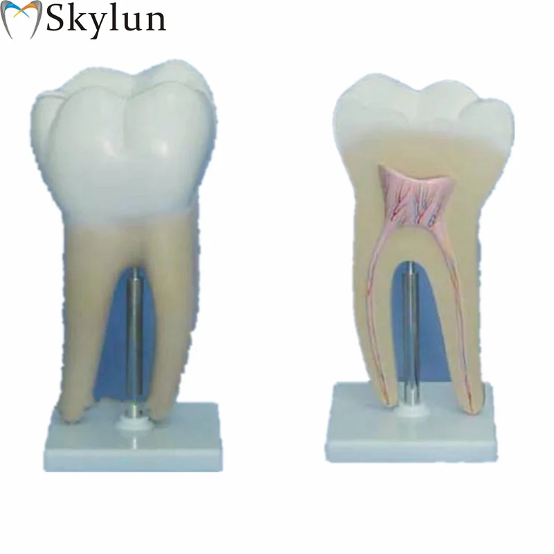 1pc Human body large molar model 2 sets of human oral dental teaching, human molar teeth model SL716