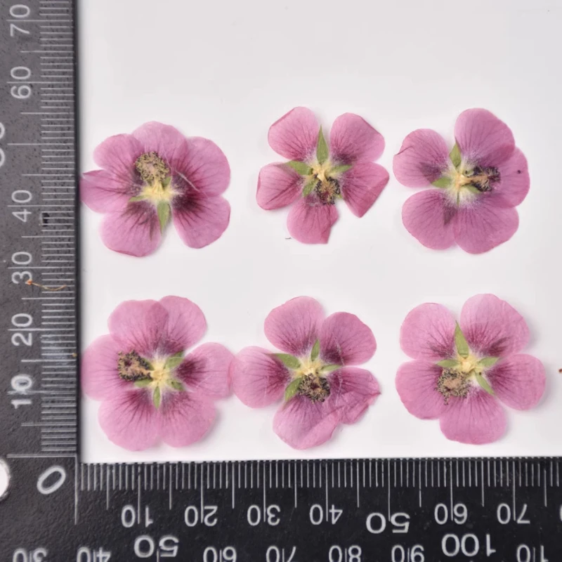 24 قطعة ، زهرة الكركديه الطبيعية زهرة جافة حقيقية تنقش DIY بها بنفسك الغراء الحرف اليدوية قضية المحمول ختم النبات زهرة إطار صور البتلة ماكياج