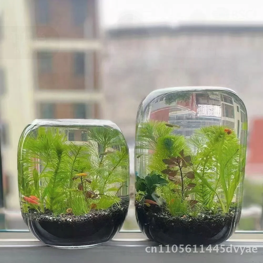 

Decorative Transparent Glass Vase for Hydroponic Fish Tank Micro Landscape Simple Flower Ornament Plant Holder Living Room