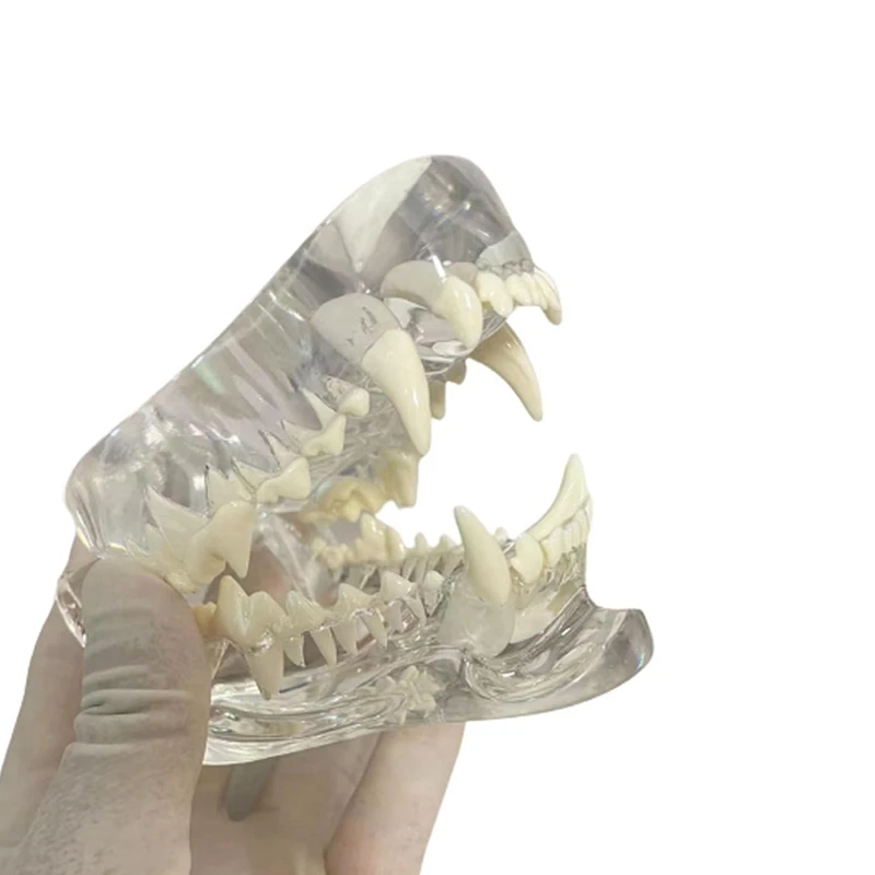 Transparent Canine Teeth Anatomical Model  Animals Oral Tooth Jaw For Veterinary Educational Tool