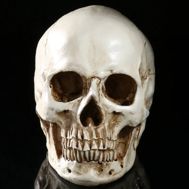 Resin Retro Human Skull Skeleton Replica Model Medica Party Bar Prop White as described