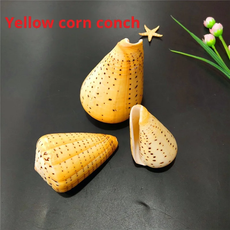 Natural Yellow Corn Conch and Shell for Fish Tank, Micro Landscaping, Mediterranean Home Science, 6-10cm