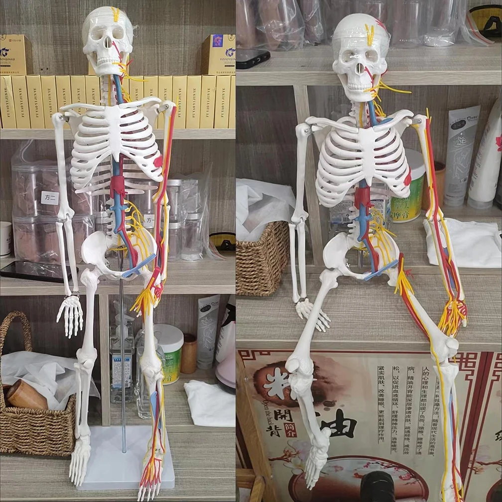 85CM Human Active Model Medical Anatomy Skeleton Skeleton Model Medical Learning Halloween Party Decoration Skeleton Art Sketch