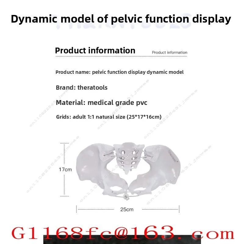 Dynamic Pelvic Model Rehabilitation Teaching Aid Movable Pubic Symphysis Separation Sacroiliac Joint Postpartum