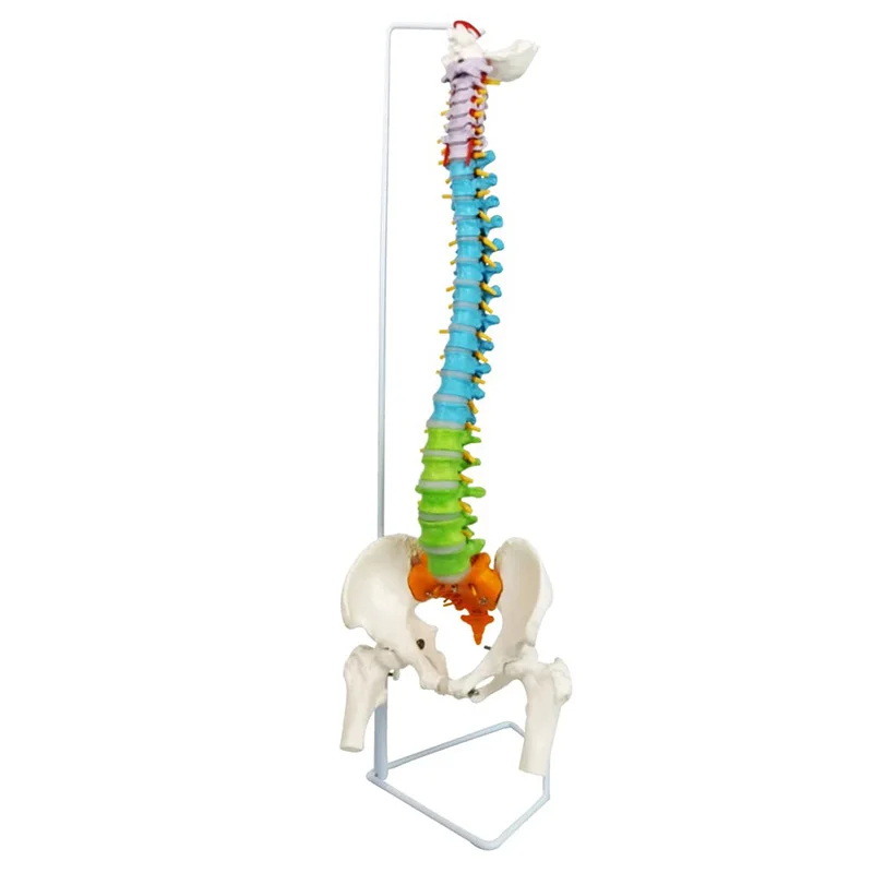 85cm Color Human Spinal Column Vertebral Lumbar Curve Anatomical Model Spine With Pelvic Medical Teaching
