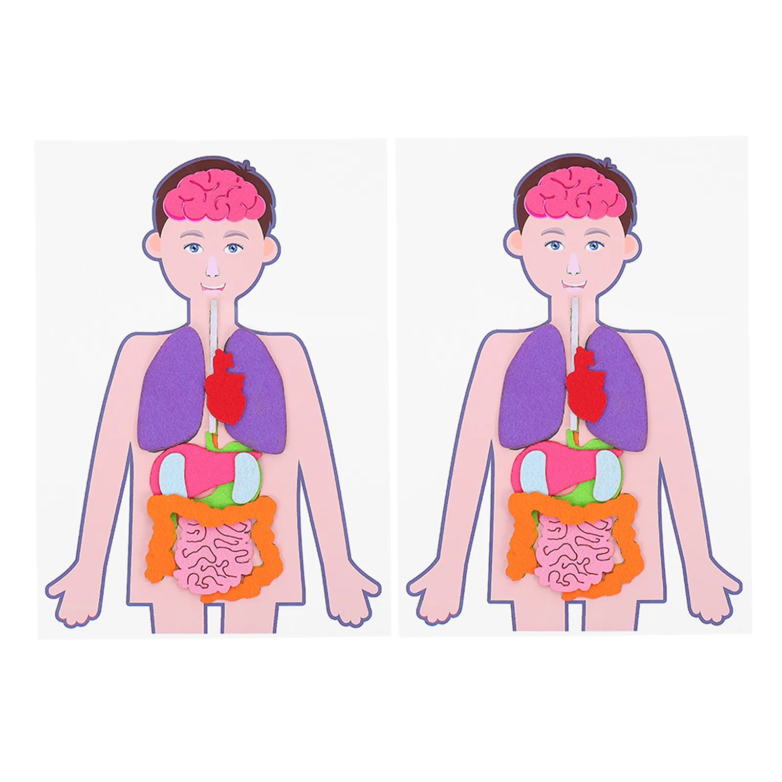 

2Sets Cognitive Human Organs Teaching Aid DIY Learning Education Kit Creative Human Torso Body Science Educational Aid