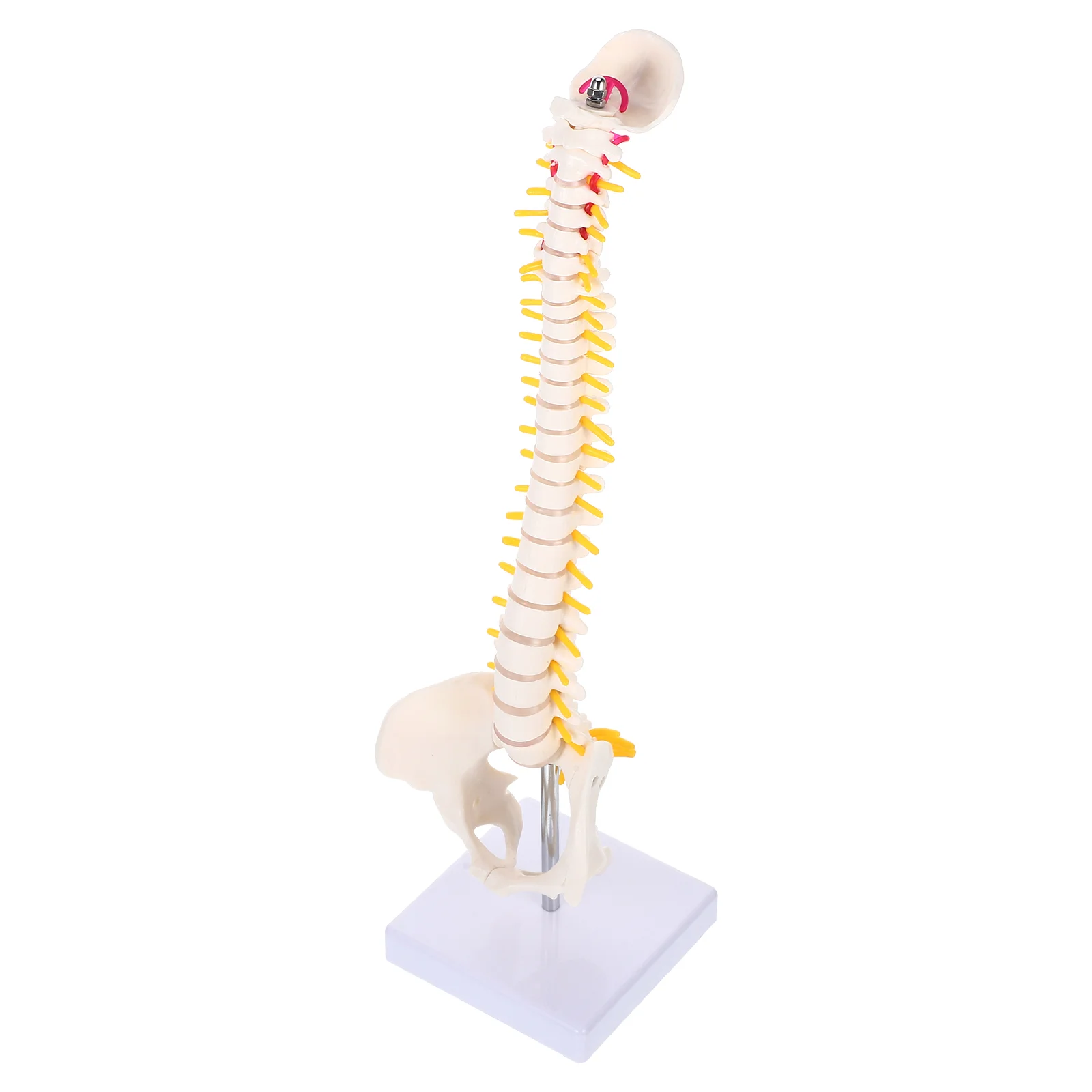 Modelo de columna vertebral cervical para entrenamiento de práctica de coxis de PVC, modelo de columna vertebral para médico