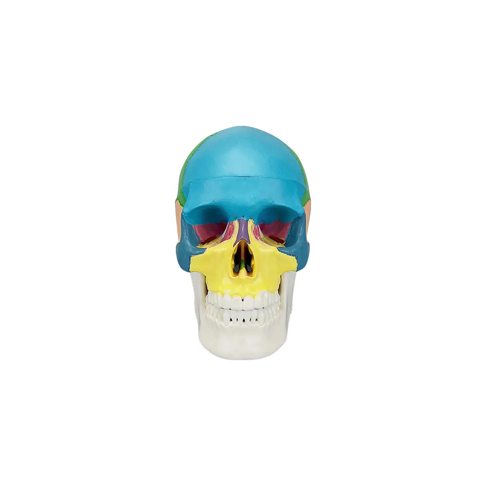 Skull Model Dentistry Medicine 3D Human Anatomical Anatomy Head Skeleton Skull Head Model For Education Studying Dental Products