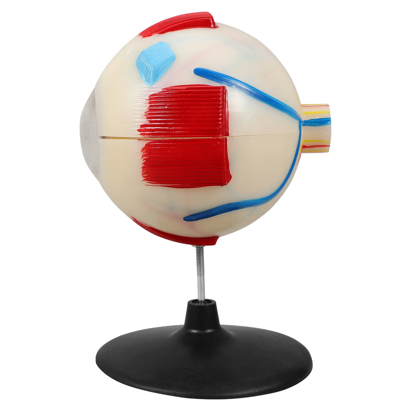 

Анатомическая модель человеческого глаза (6-кратное увеличение) для обучения и демонстрации