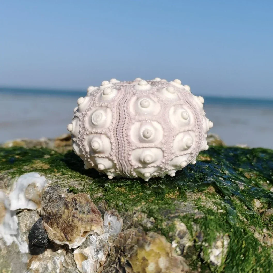 Natural Sea Urchin Mediterranean Decorative Handmade Creative Diy Ornaments Gift Collection