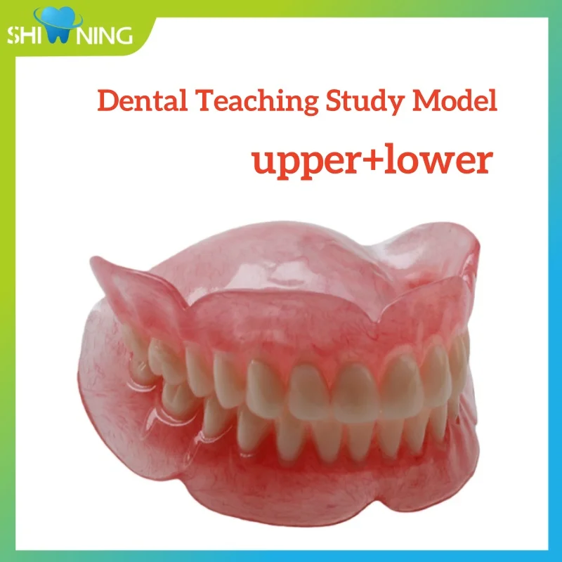

Dental Removable Exhibition Sample Teaching Model Training Demonstrations