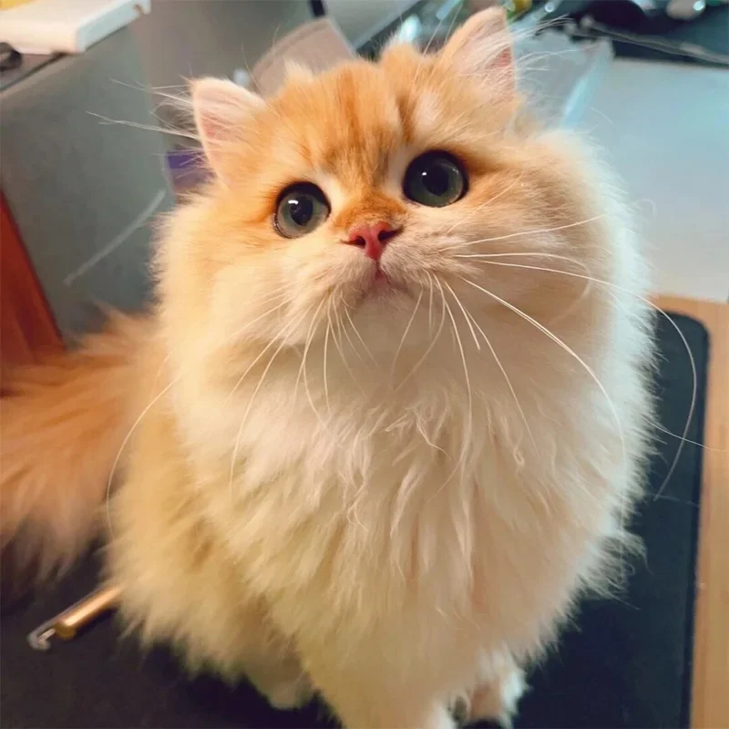 

Декоративные наклейки на центральные стойки (B/C) для Nissan Note E12 E13 2013-2022 - Декоративная накладка на окно из поликарбоната для средней стойки, автомобильные аксессуары 2014 2015