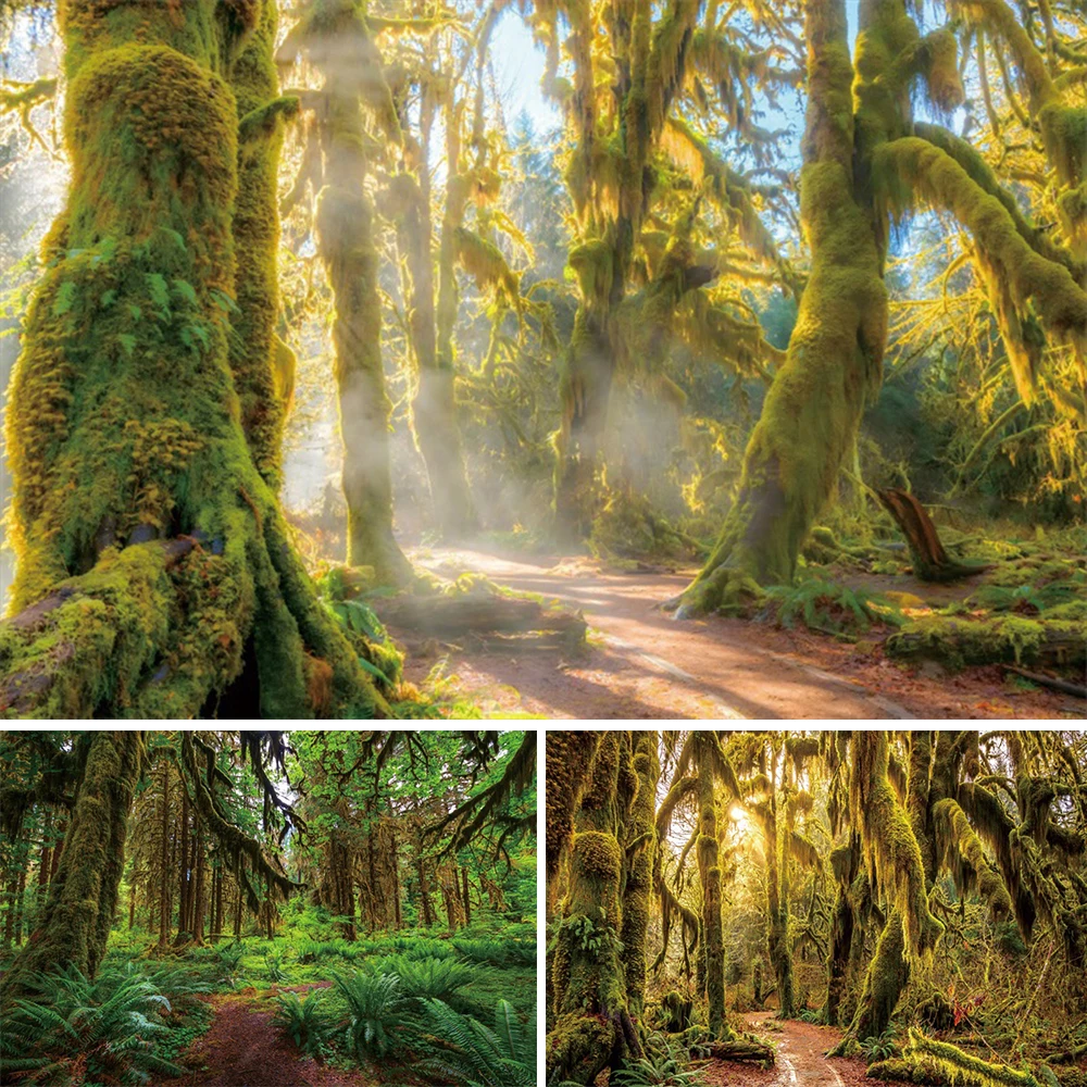 الغابة الغابات خلفيات للتصوير الفوتوغرافي الغابات المطيرة الاستوائية المناظر الطبيعية التخييم تحت عنوان استحمام الطفل الاطفال الكبار خلفية الزفاف