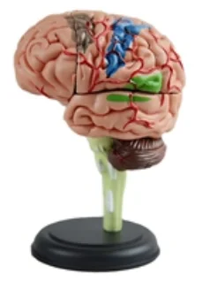 4D Brain Anatomy Model 32 Parts Medical Science Human Cerebri Anatomical Simulator Teaching Aids for Medicine College Biology an