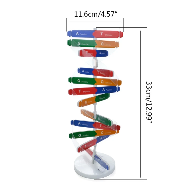 Kits ciências biológicas Toy Learning Block STEAM Estrutura do modelo DNA humano