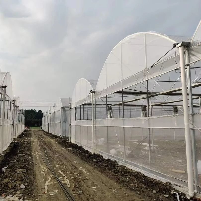 

Customized greenhouseAgricultural Multi-Span Plastic Film Greenhouse With Hydroponic System for Tomato/Cucumber/Strawberry