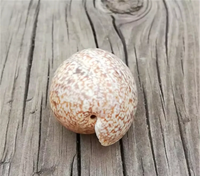 Nassa Serta, concha de caracol oliva, caracol raro, concha de repuesto para cangrejo ermitaño, paisajismo de acuarios