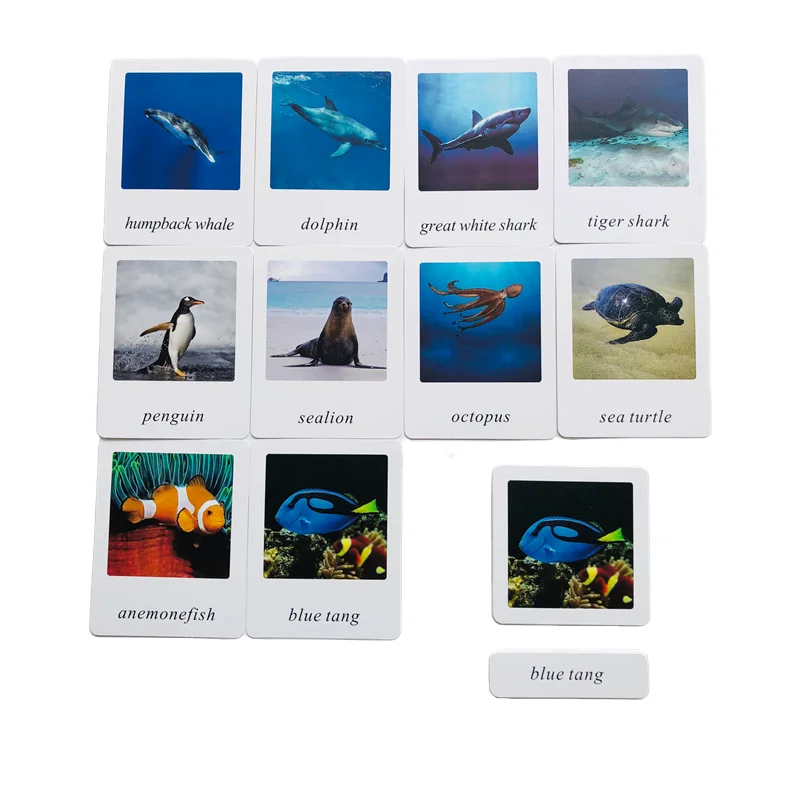 Carte Montessori in 3 parti di animali oceanici strumenti per l'apprendimento della biologia attrezzature educative prescolari gioco educativo per la prima infanzia