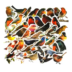 10/30/50PCS Realistic Color Robin Bird Cute Sticker For Toy Luggage Laptop IPad Cup Journal Phone Case Window Sticker Wholesale