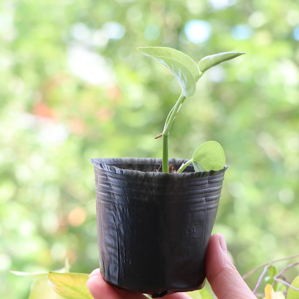 Black PE Nursery Bag Seedling Pot With Breathable Hole Plant Growing Container For Seed Germination Cutting Transplant Gardening