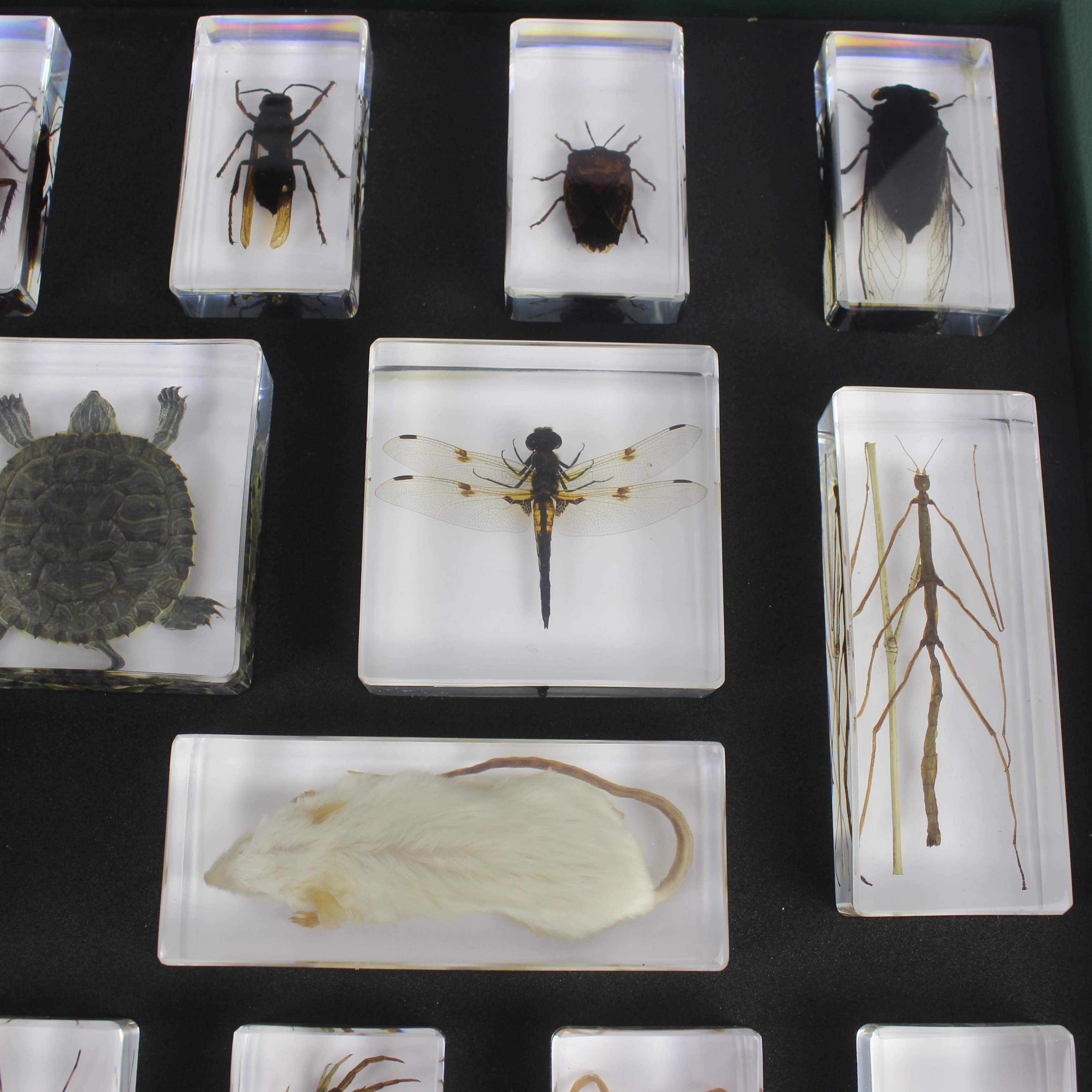 Kit di giocattoli educativi in acrilico con visualizzazione di campioni di animali diversi, kit per bambini