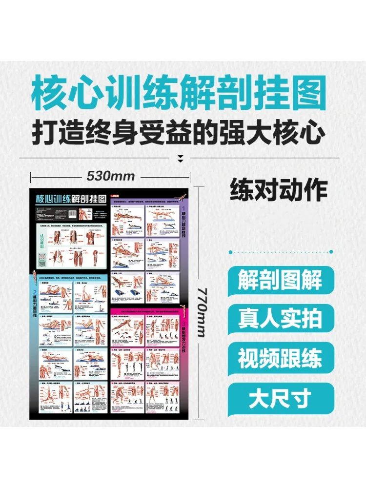 

Настенная таблица Anatomy Training Book-Winshare Core Training