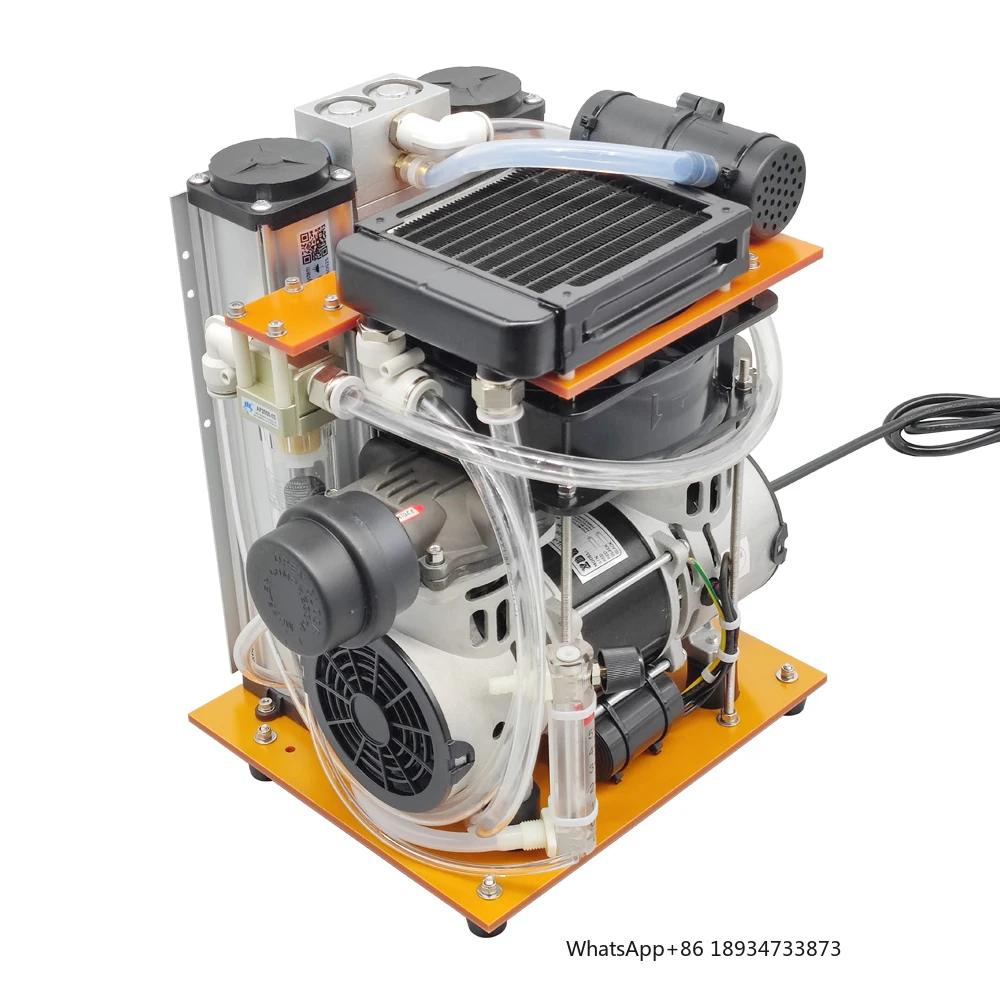 Pinus Longaeva Y2 P… - image