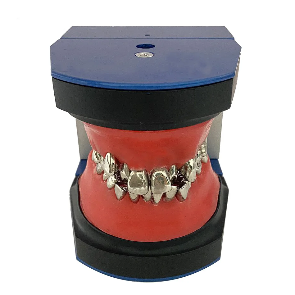 YTYIN Denxy Typodont نموذج تدريب تقويم الأسنان نموذج لشكل الأسنان تقويم الأسنان قوس سلك تصحيح التدريب تعليم وضع الأسنان