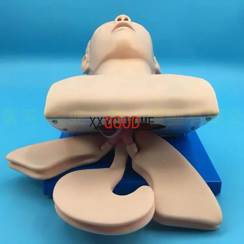 التنبيب نموذج جسم الإنسان تعلم نموذج للتدريس جهاز التدريب على إدارة الممرات الجوية جهاز محاكاة إنذار PVC مع الأسنان