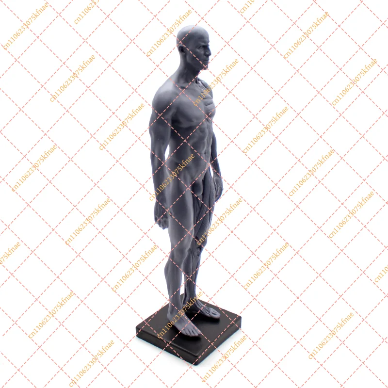 Anatomical Human Body Model, 1:6 30CM Height Male Female Skull Muscle Bone Blood Vessel Sculpture