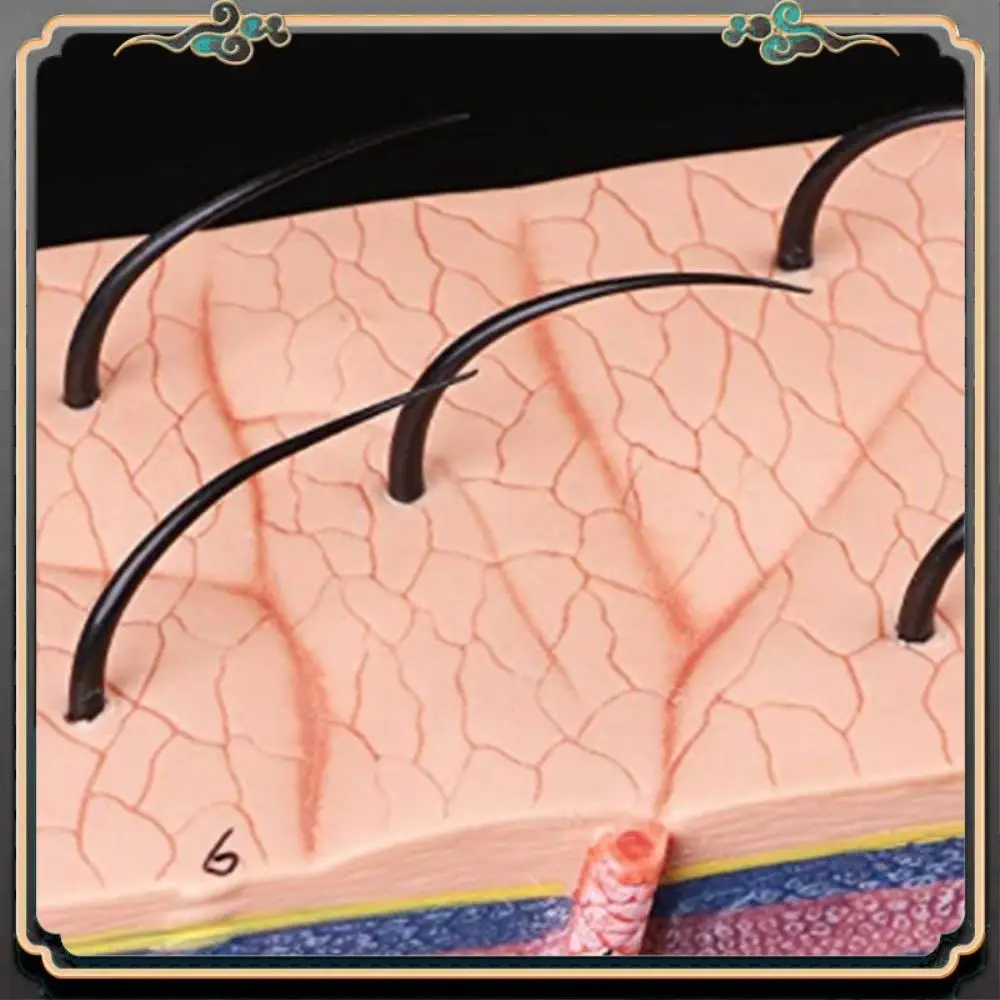 

ASMA-Skin Model 50X Enlarged Anatomical Skin Model Anatomy Three-Dimensional Skin Model For Classroom Study Display Teaching