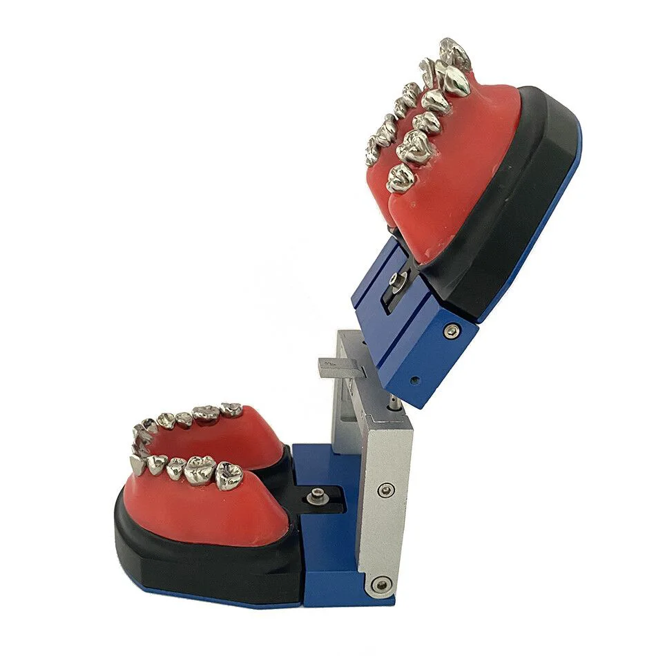 YTYIN Denxy Typodont نموذج تدريب تقويم الأسنان نموذج لشكل الأسنان تقويم الأسنان قوس سلك تصحيح التدريب تعليم وضع الأسنان