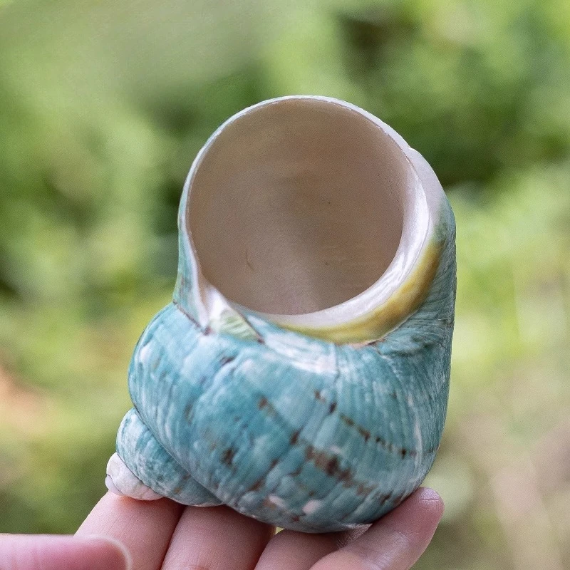 Natural Large Hermit Crab Shells Real Banded Green Blue Gade Turbo Collection Coastal Home Decor Birthday Gifts