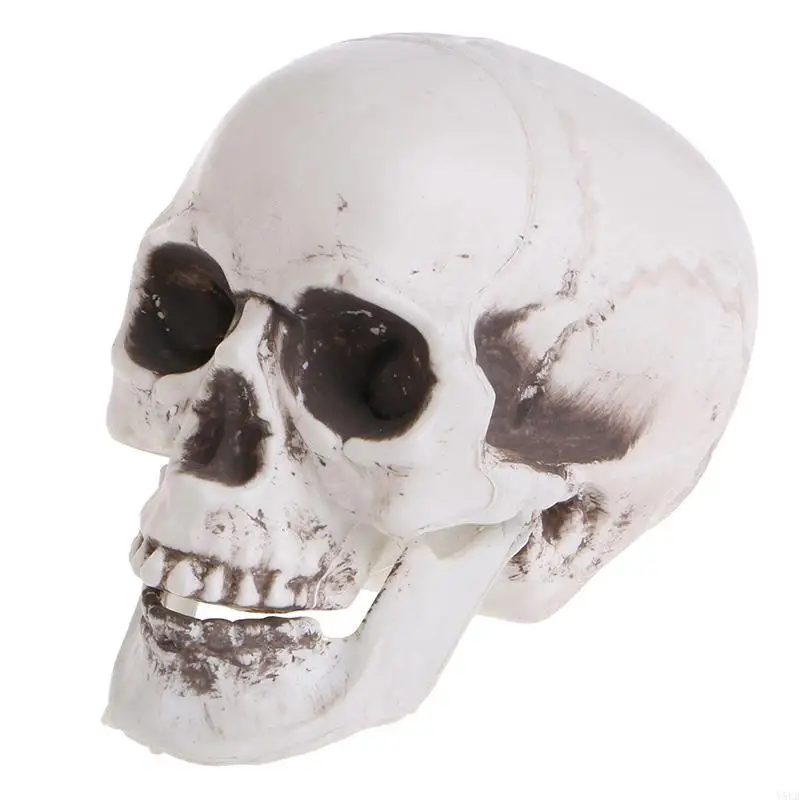 

Y5LB Plastic Human Mini Skull Decor Prop Skeleton for Head Halloween Coffee Bars Orna