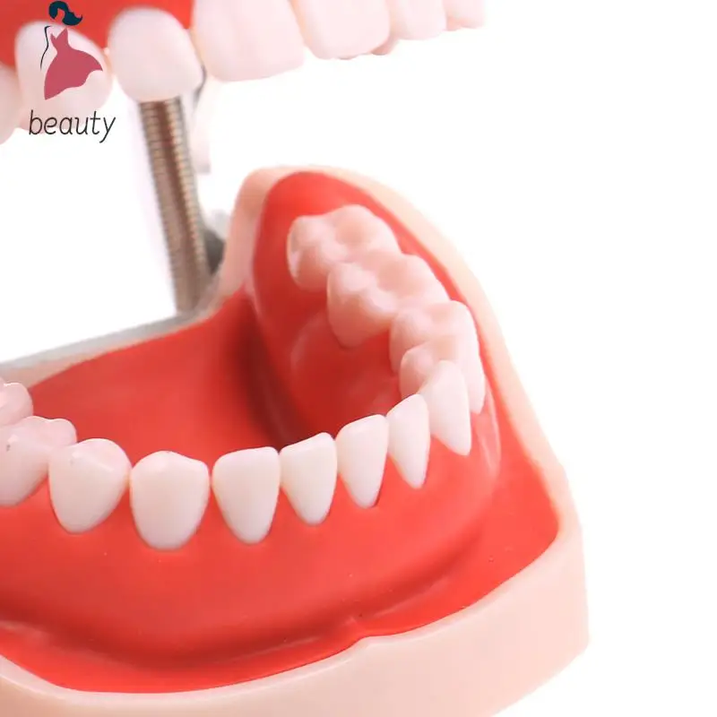 Modelo de dientes dentales de medicina, herramienta de estudio de enseñanza, dentista estándar, juguete de estudiante, 28