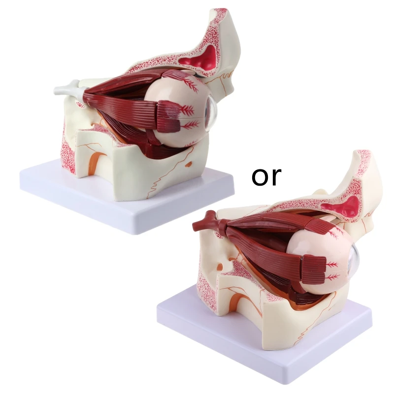 

3 Times Human Eyeball and Eyelid Skeleton Model Orbit Anatomical Study Display