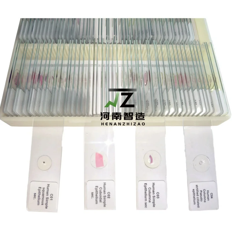 100pcs HM Histology Prepared Slides for Medical Education and Research export standard