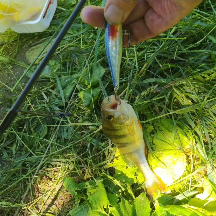 Señuelo Crankbait 8,8 cm – Jerkbait Wobbler para lubina y carpa - imagen 3