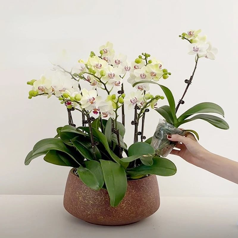 Ceramic Light Luxury Orchid Special Pot