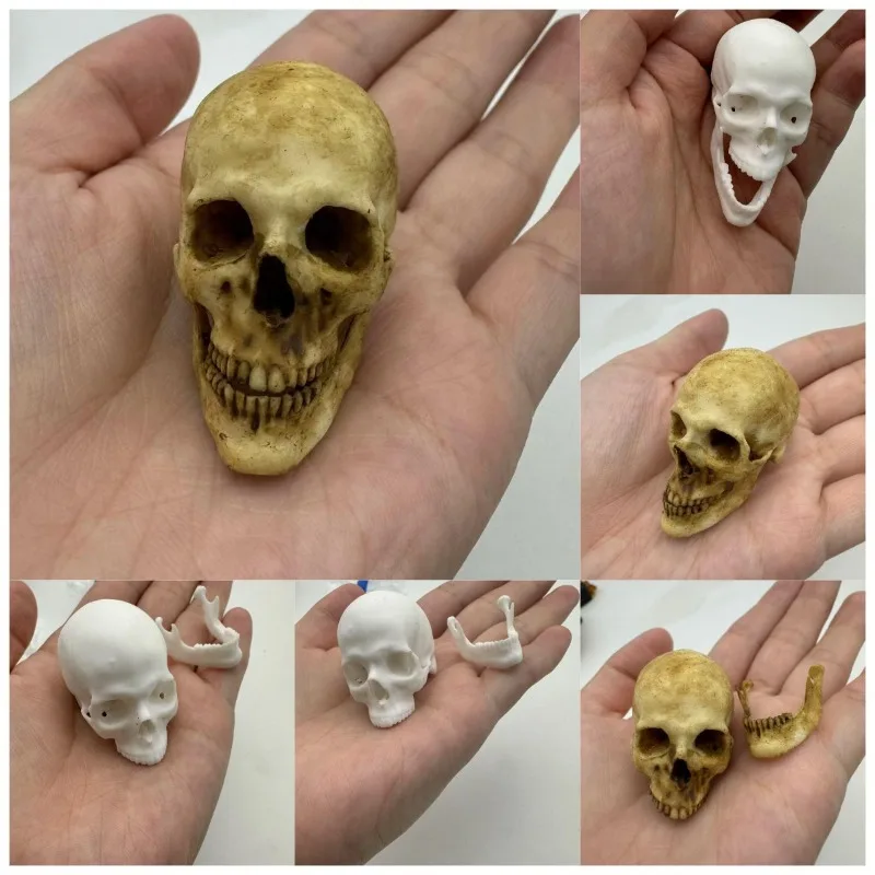 1/6 Scale White Uncolored Head Skull Skeleton Scene Accessory Model for 12in Action Figure Toys Display Crafts Decorations