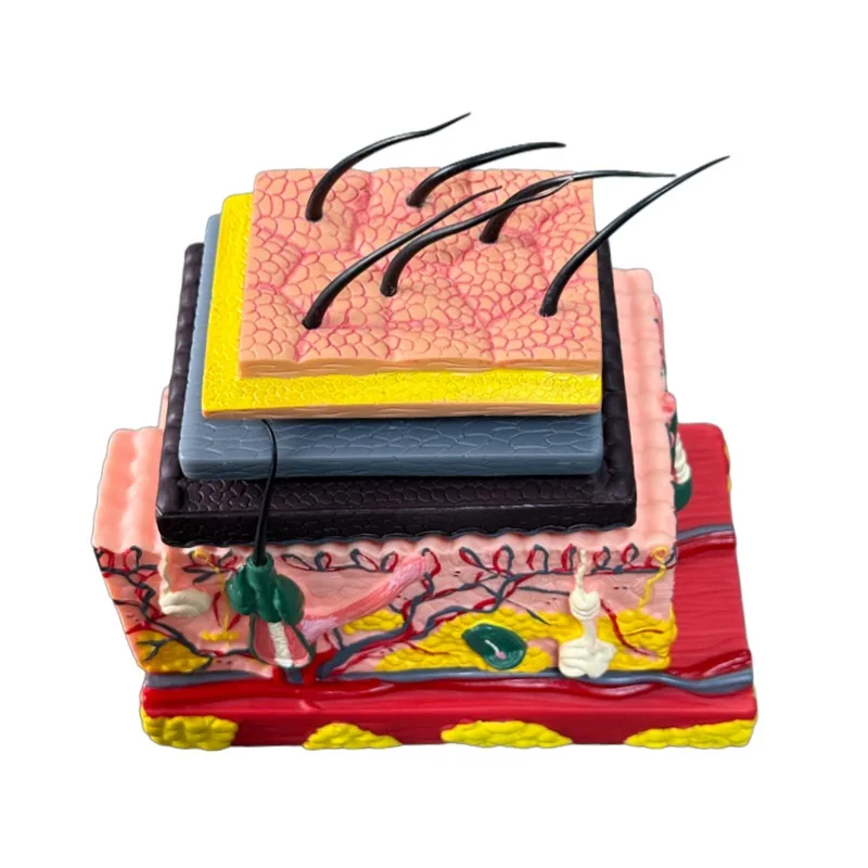 

4D медицинская модель слоя человеческой кожи, простая в использовании анатомическая модель структуры человеческой кожи для классной комнаты