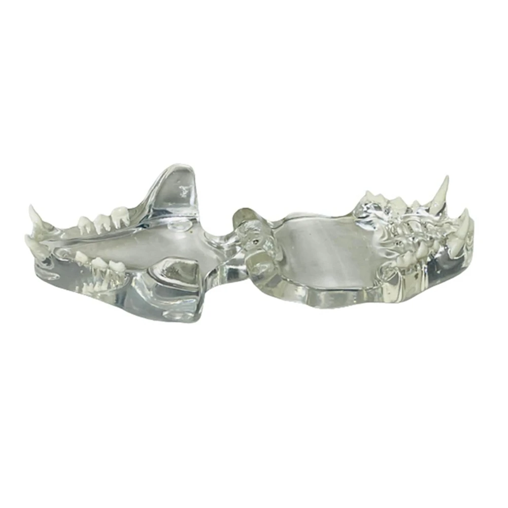 Transparent Canine Teeth Anatomical Model Dental Animals Oral Tooth Jaw for Veterinary Educational Tool (Cat)