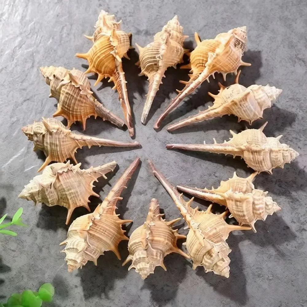 Natural Seashells Starfish Assortment Fish Tank Landscape Ornament Hermit Crab House Crafting Material Gift Art Work