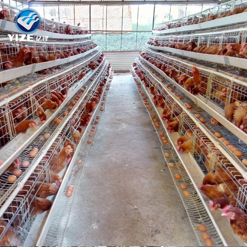 

120 birds poultry cages design layer chicken A type Galvanized chicken cage for South Africa