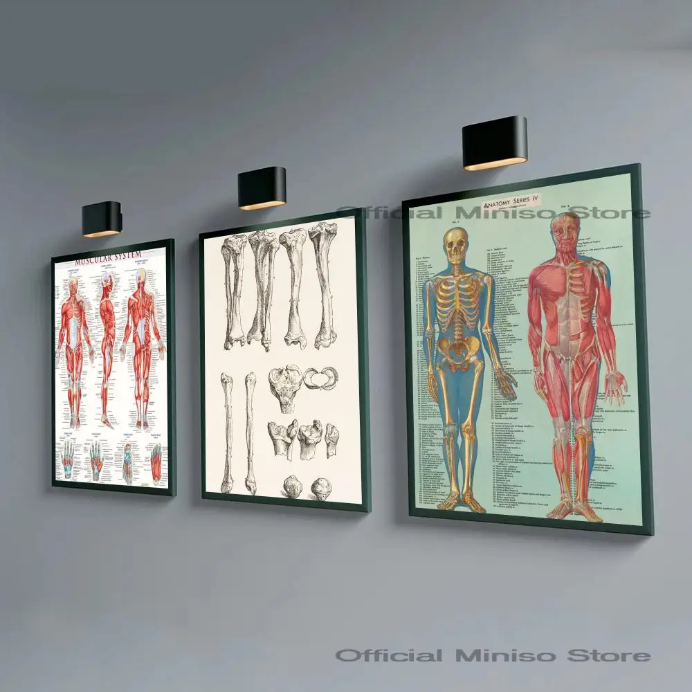 1pc Human Anatomy Muscle System Poster Self-adhesive Art Waterproof Paper Sticker Coffee House Bar Room Wall Decor