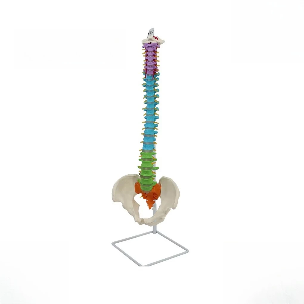 PVC Human Spine Model - Colorable Flexible Skeletal Model, Used in Medical Education and Life-size Anatomy School Teaching