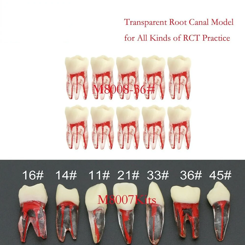 Dental Teeth Model Endodoncia Root Canal Transparent Resin for RCT/MTA Practice Study M8007 M8008