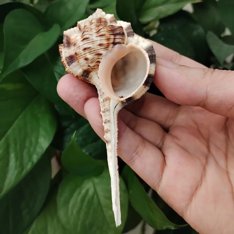 

Ножницы Билл мурекс Shell Haustellum старая трубка Морская раковина натуральный раковина Декор для дома