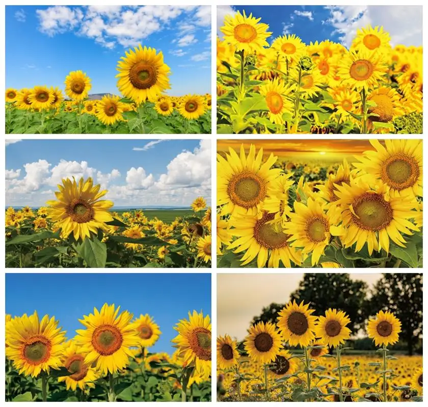 

Laeacco Sunflower Field Backdrop Nature Yellow Flower Photography Wedding Retire Birthday Kids Adults Portrait Photo Background