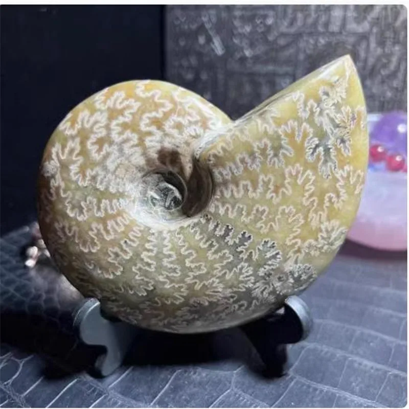 300-400g Natural ammonite conch Crystals stone mineral specimen healing Collection home decoration history